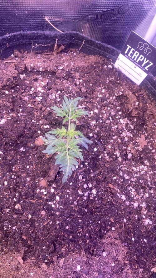 Mentha De Croco - TerpyZ. Mutant. Week 2 - 16/2/2026