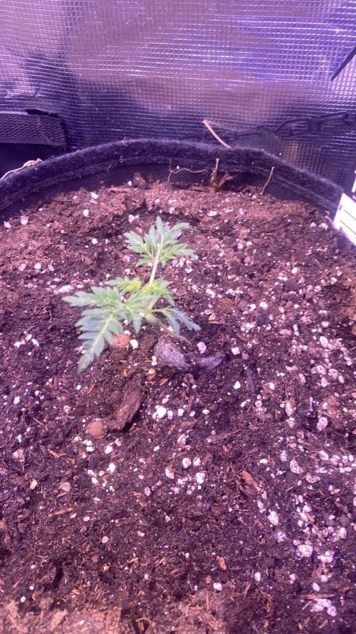 Mentha De Croco - TerpyZ. Mutant. Week 2 - 16/2/2026