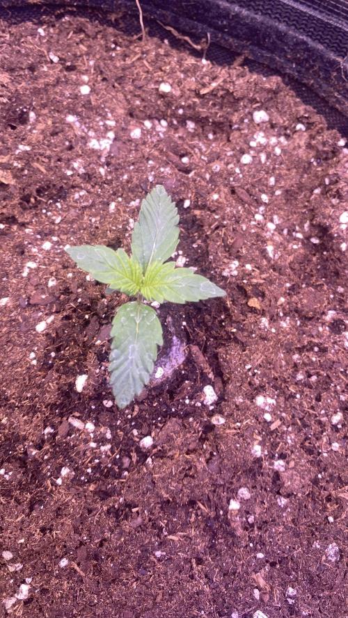 Tom Hills - Deep Chunk - reg photo. Week 2 - 16/2/2026