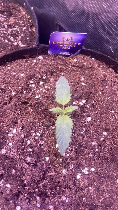 Eternity Growcup 2026 - Sticky Broccoli. Week 2 - 16/2/2026