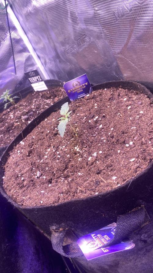 Eternity Growcup 2026 - Sticky Broccoli. Week 2 - 16/2/2026