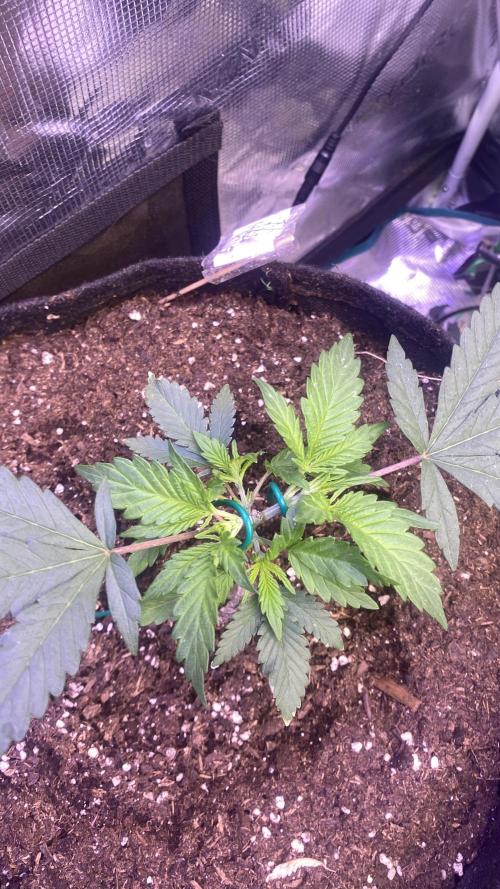 Mazar Kush - World Of Seeds. Week 2 - 16/2/2026