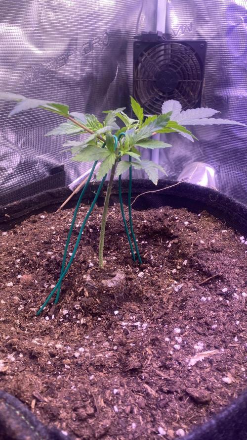 Mazar Kush - World Of Seeds. Week 2 - 16/2/2026