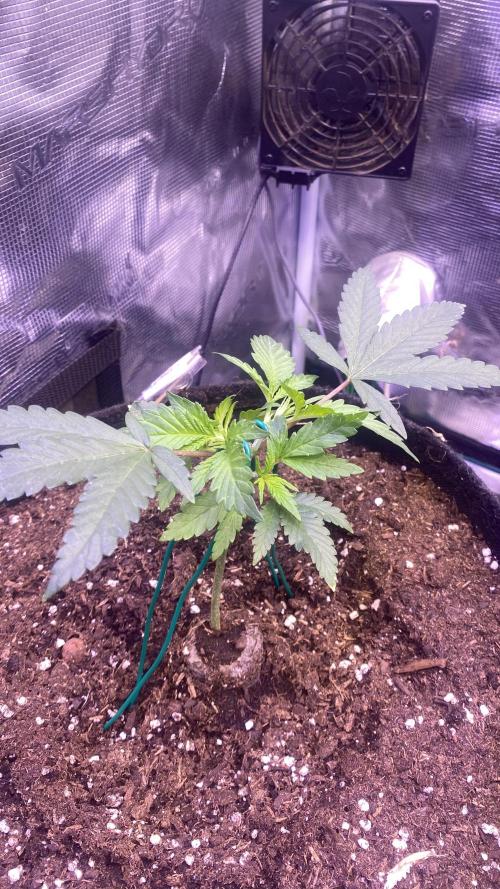 Mazar Kush - World Of Seeds. Week 2 - 16/2/2026