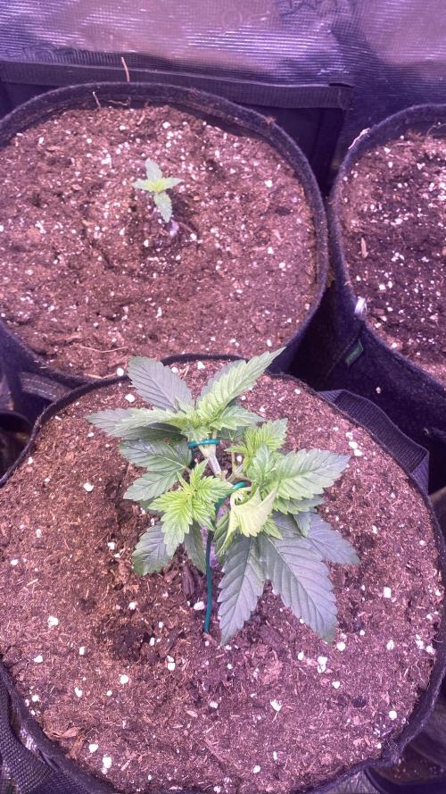 Grandpa Zombie Genetics Fem - Izi Farms. Week 2 - 16/2/2026