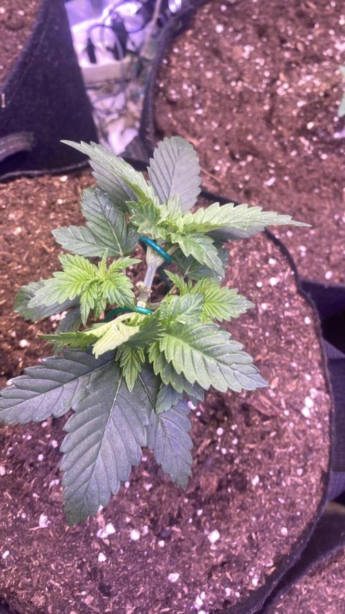 Grandpa Zombie Genetics Fem - Izi Farms. Week 2 - 16/2/2026