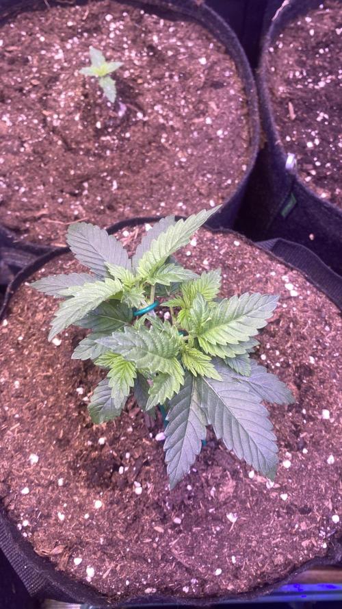 Grandpa Zombie Genetics Fem - Izi Farms. Week 2 - 16/2/2026