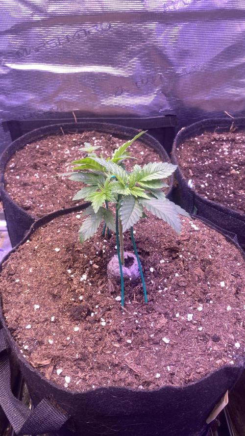 Grandpa Zombie Genetics Fem - Izi Farms. Week 2 - 16/2/2026