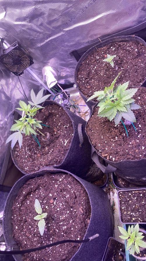 Mazar Kush - World Of Seeds. Week 2 - 17/2/2026