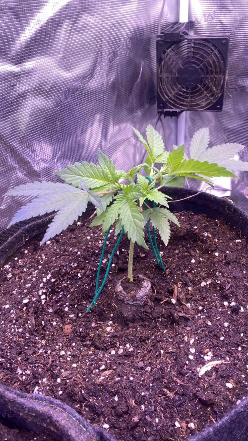 Mazar Kush - World Of Seeds. Week 2 - 17/2/2026