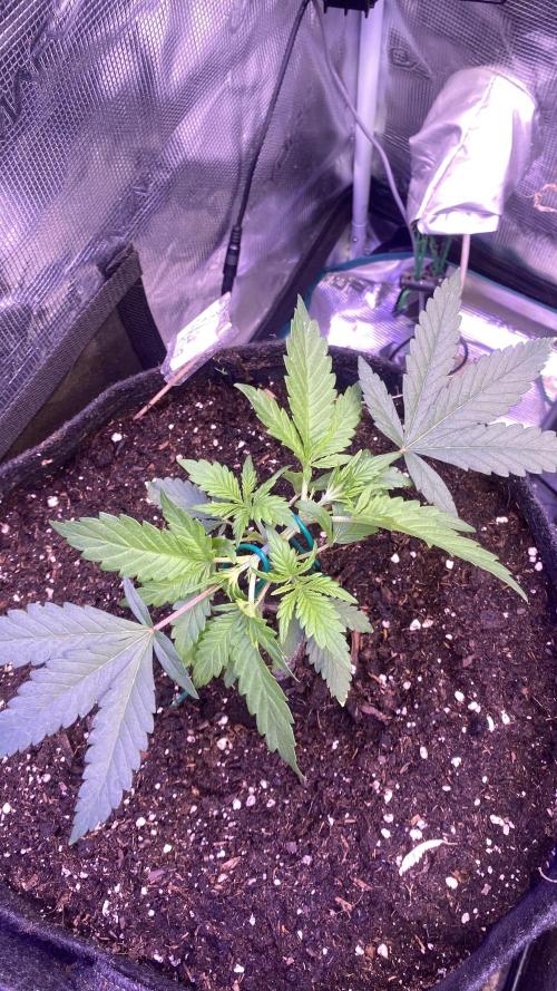 Mazar Kush - World Of Seeds. Week 2 - 17/2/2026