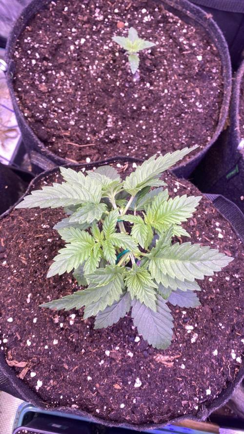 Grandpa Zombie Genetics Fem - Izi Farms. Week 2 - 17/2/2026