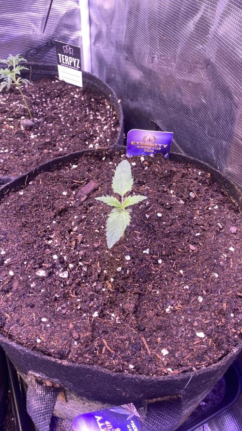 Eternity Growcup 2026 - Sticky Broccoli. Week 2 - 17/2/2026