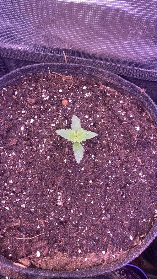 Tom Hills - Deep Chunk - reg photo. Week 2 - 17/2/2026