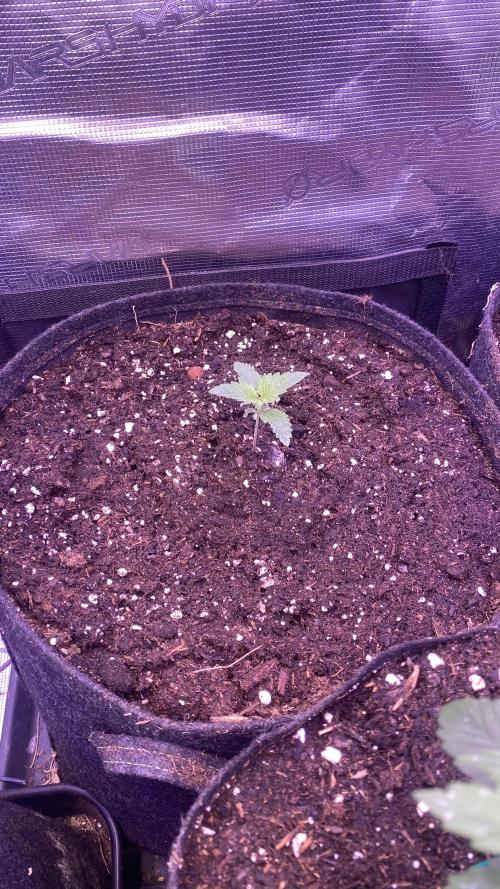 Tom Hills - Deep Chunk - reg photo. Week 2 - 17/2/2026