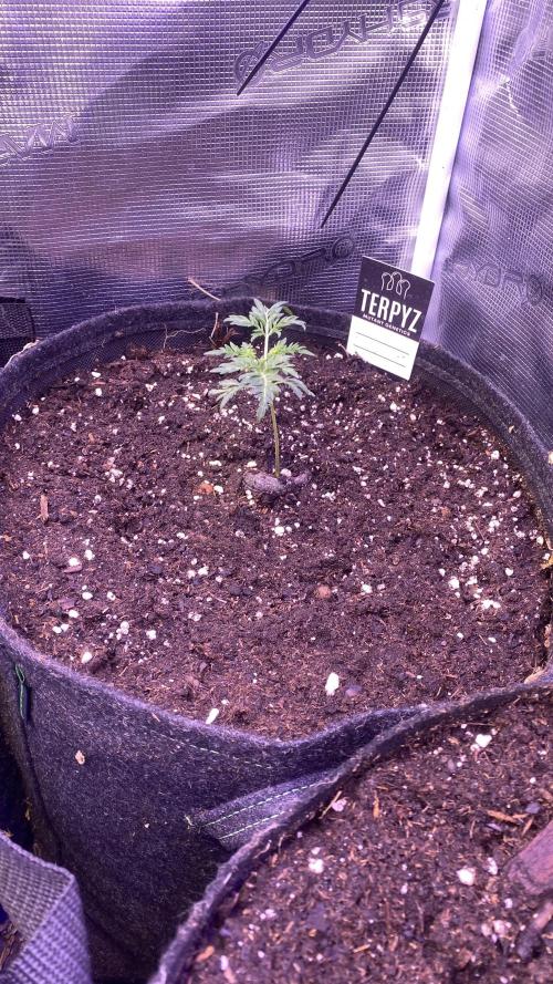 Mentha De Croco - TerpyZ. Mutant. Week 2 - 17/2/2026