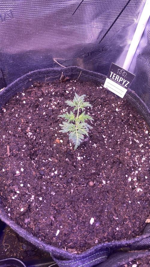 Mentha De Croco - TerpyZ. Mutant. Week 2 - 17/2/2026