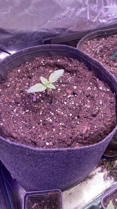 Zamnesia - Hindu Kush - Landrace - Fem. Week 0 - 17/2/2026