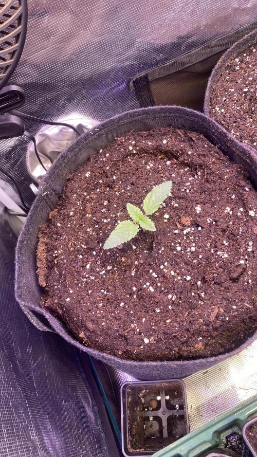 Zamnesia - Hindu Kush - Landrace - Fem. Week 0 - 17/2/2026