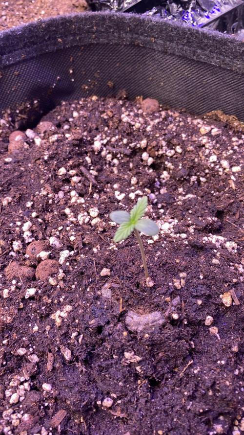 Papaya Frosting - Barneys Farm. Week 0 - 20/2/2026