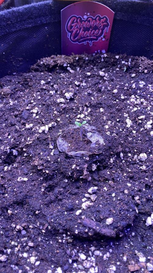 Sticky Wasabi Triploid  Growers Choice. Week 0 - 20/2/2026