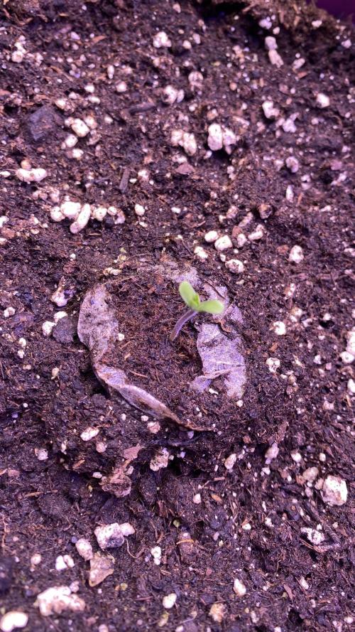 Sticky Wasabi Triploid  Growers Choice. Week 0 - 20/2/2026