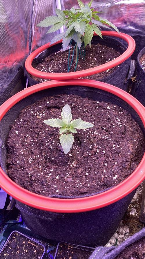 Zamnesia - Hindu Kush - Landrace - Fem. Week 0 - 20/2/2026