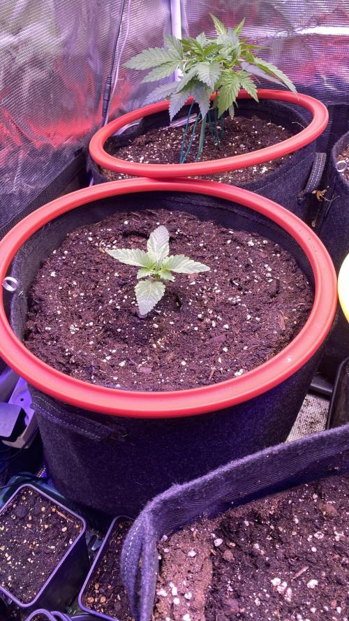 Zamnesia - Hindu Kush - Landrace - Fem. Week 0 - 20/2/2026