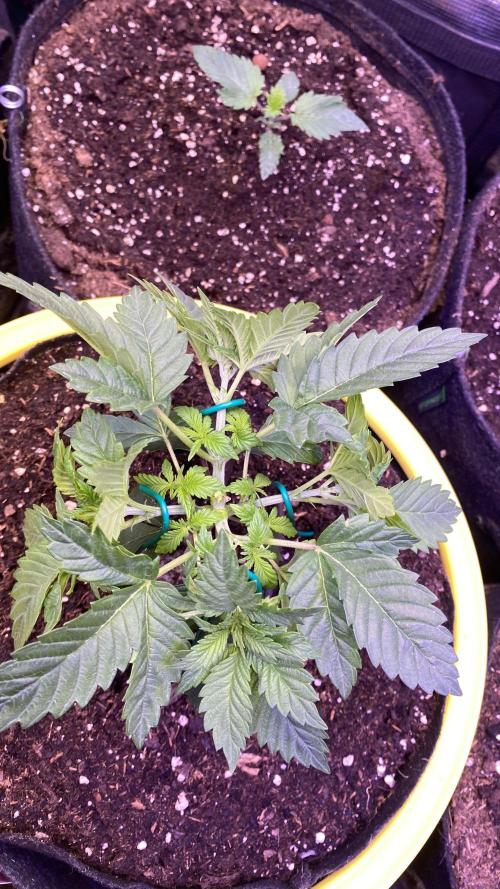 Grandpa Zombie Genetics Fem - Izi Farms. Week 2 - 20/2/2026