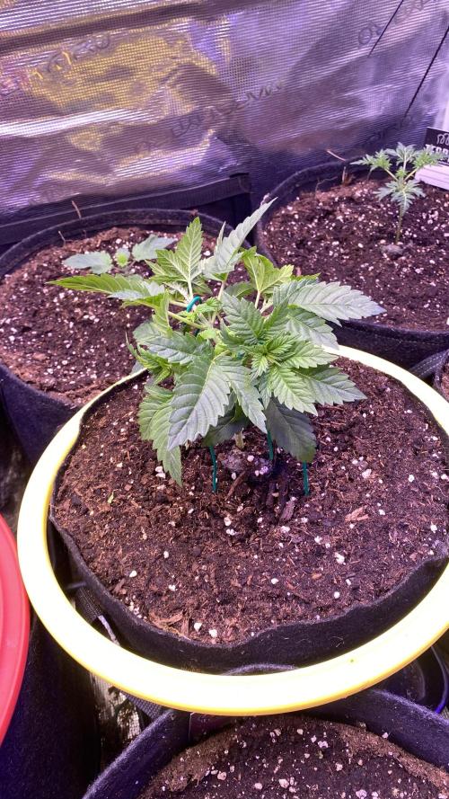 Grandpa Zombie Genetics Fem - Izi Farms. Week 2 - 20/2/2026