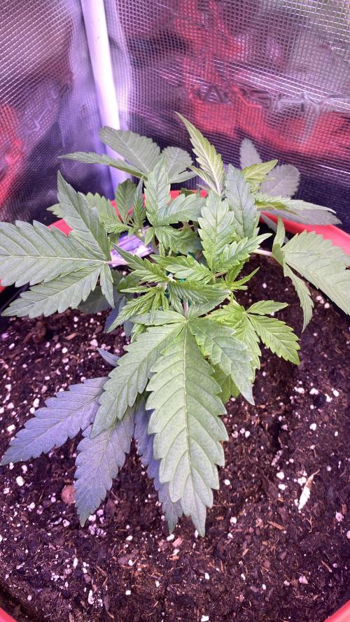 Mazar Kush - World Of Seeds. Week 2 - 20/2/2026