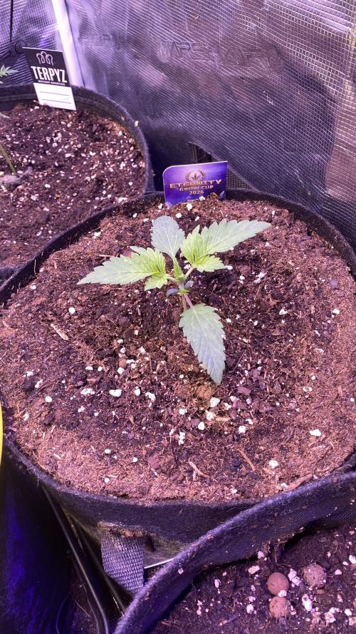 Eternity Growcup 2026 - Sticky Broccoli. Week 2 - 20/2/2026