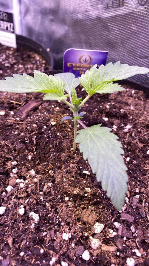 Eternity Growcup 2026 - Sticky Broccoli. Week 2 - 20/2/2026