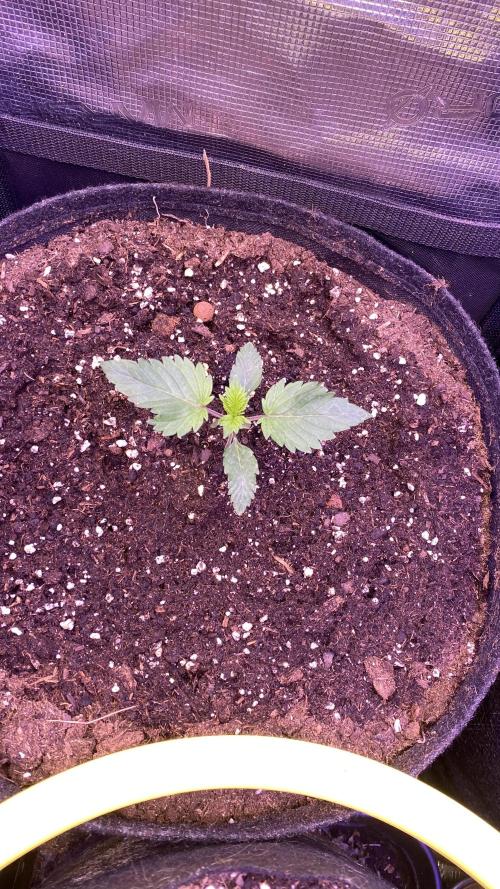 Tom Hills - Deep Chunk - reg photo. Week 2 - 20/2/2026