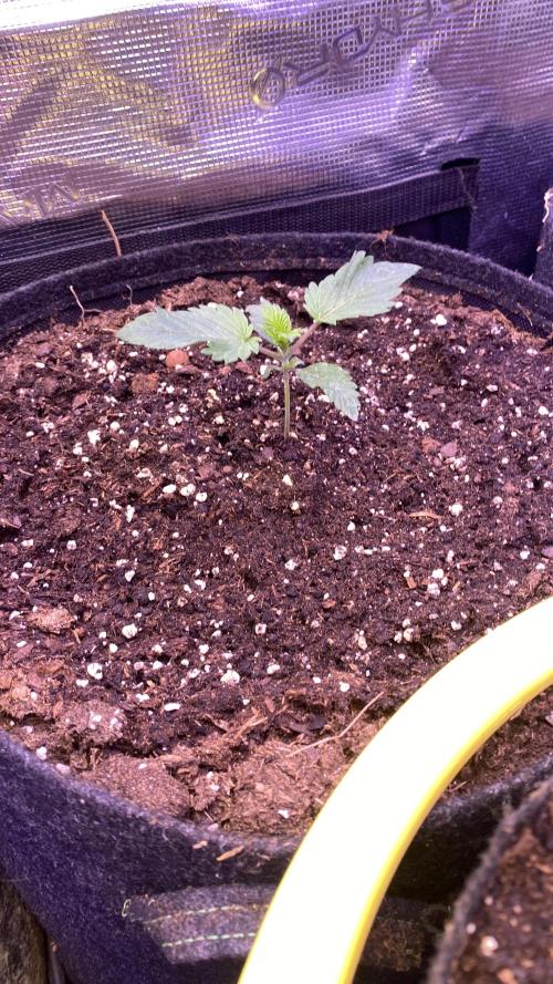 Tom Hills - Deep Chunk - reg photo. Week 2 - 20/2/2026