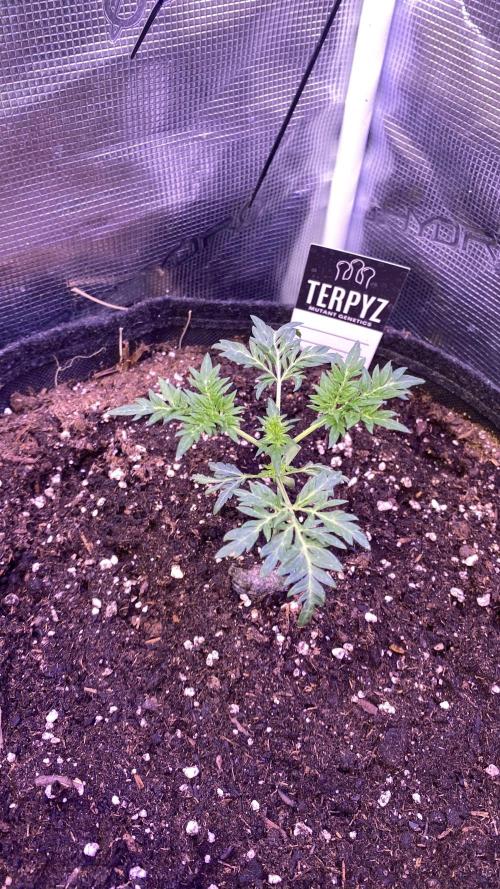 Mentha De Croco - TerpyZ. Mutant. Week 2 - 20/2/2026