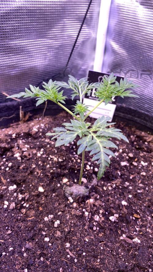 Mentha De Croco - TerpyZ. Mutant. Week 2 - 20/2/2026