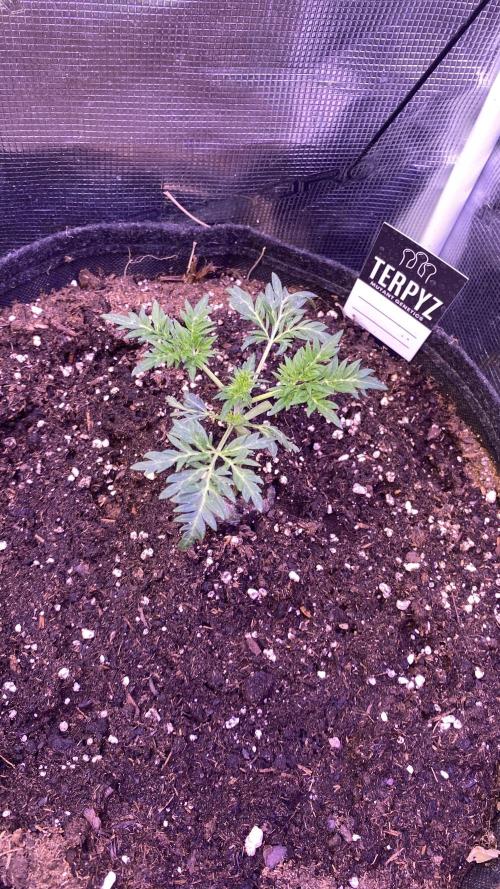 Mentha De Croco - TerpyZ. Mutant. Week 2 - 20/2/2026