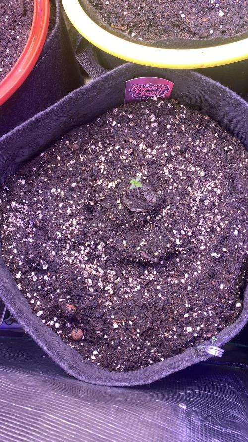 Sticky Wasabi Triploid  Growers Choice. Week 1 - 22/2/2026