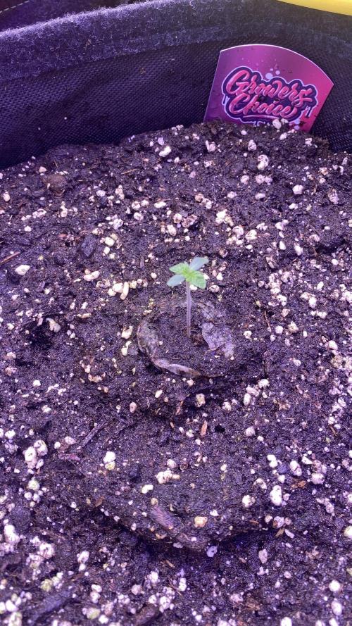 Sticky Wasabi Triploid  Growers Choice. Week 1 - 22/2/2026