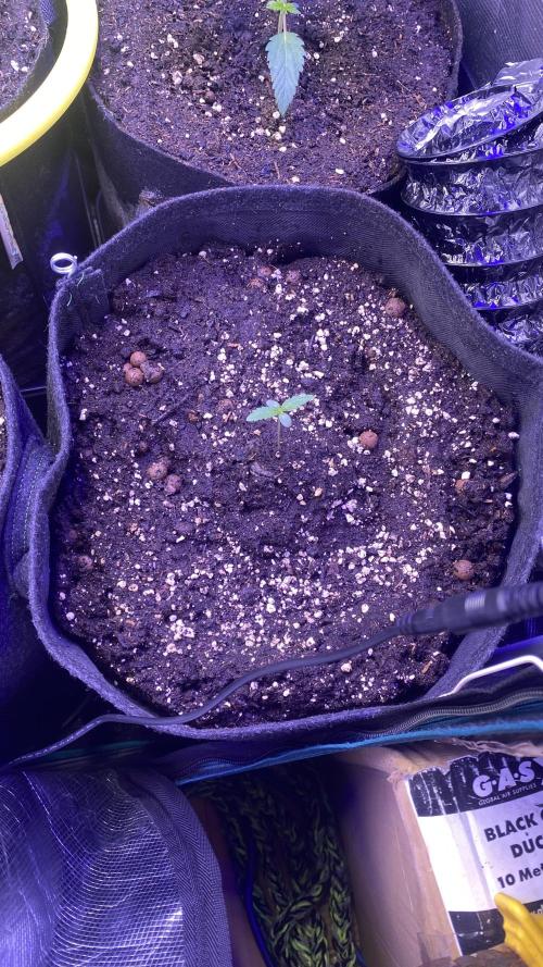 Papaya Frosting - Barneys Farm. Week 1 - 22/2/2026