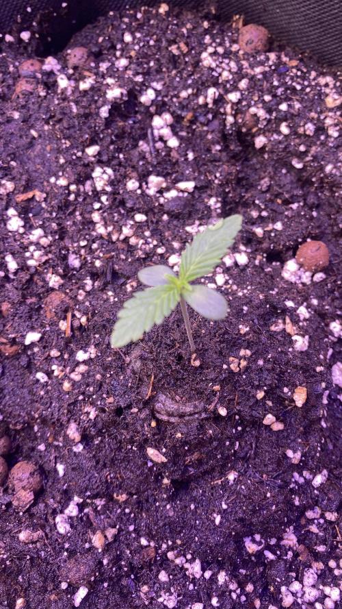 Papaya Frosting - Barneys Farm. Week 1 - 22/2/2026