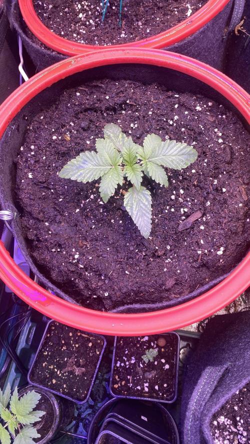 Zamnesia - Hindu Kush - Landrace - Fem. Week 1 - 22/2/2026