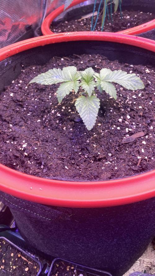 Zamnesia - Hindu Kush - Landrace - Fem. Week 1 - 22/2/2026