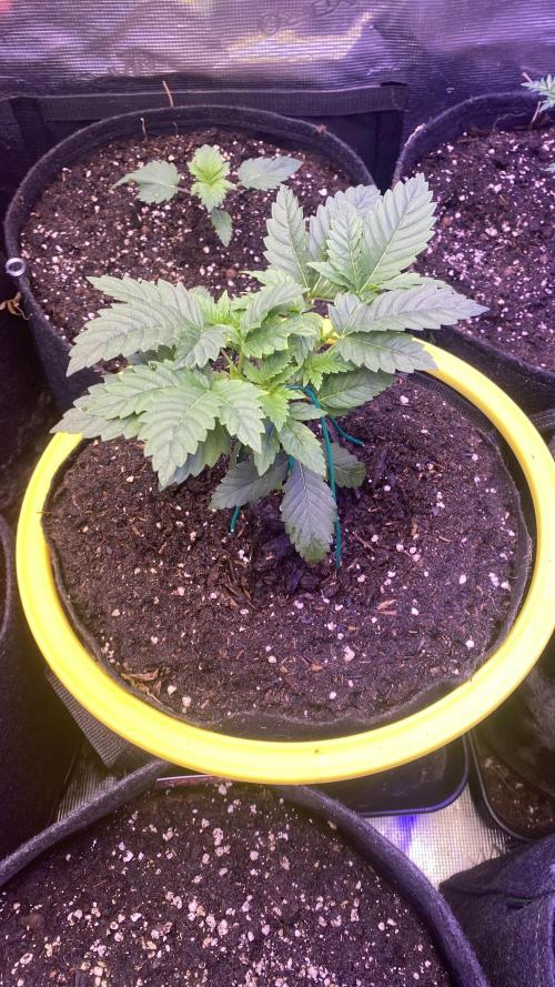 Grandpa Zombie Genetics Fem - Izi Farms. Week 2 - 22/2/2026