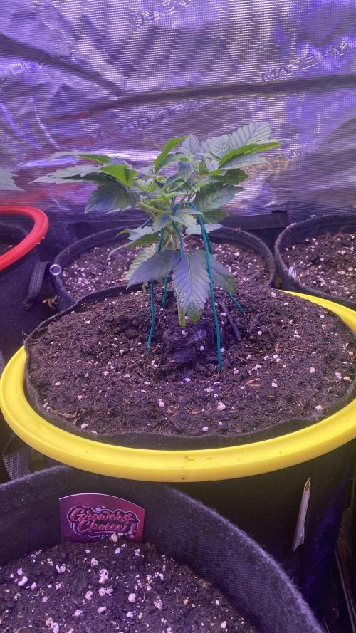 Grandpa Zombie Genetics Fem - Izi Farms. Week 2 - 22/2/2026