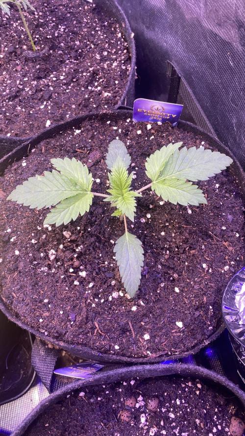 Eternity Growcup 2026 - Sticky Broccoli. Week 2 - 22/2/2026