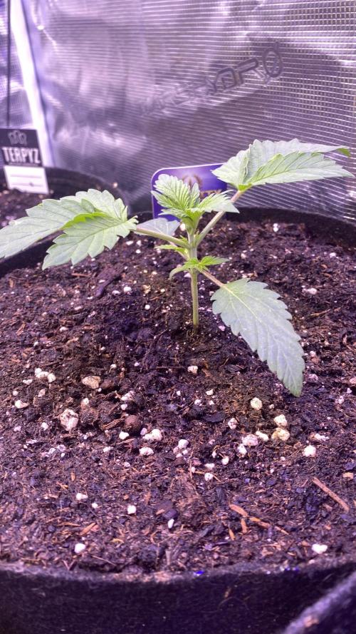 Eternity Growcup 2026 - Sticky Broccoli. Week 2 - 22/2/2026