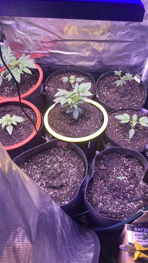 Eternity Growcup 2026 - Sticky Broccoli. Week 2 - 22/2/2026