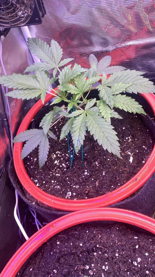 Mazar Kush - World Of Seeds. Week 2 - 22/2/2026